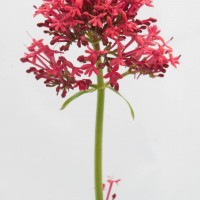 Red Valerian